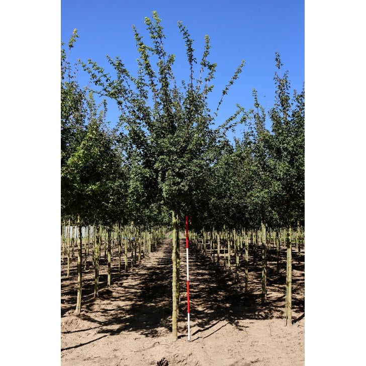 Naverlönn - Acer campestre 'Elsrijk' - Stammens omkrets 18-20 cm, höjd 4 +/- meter, HS,